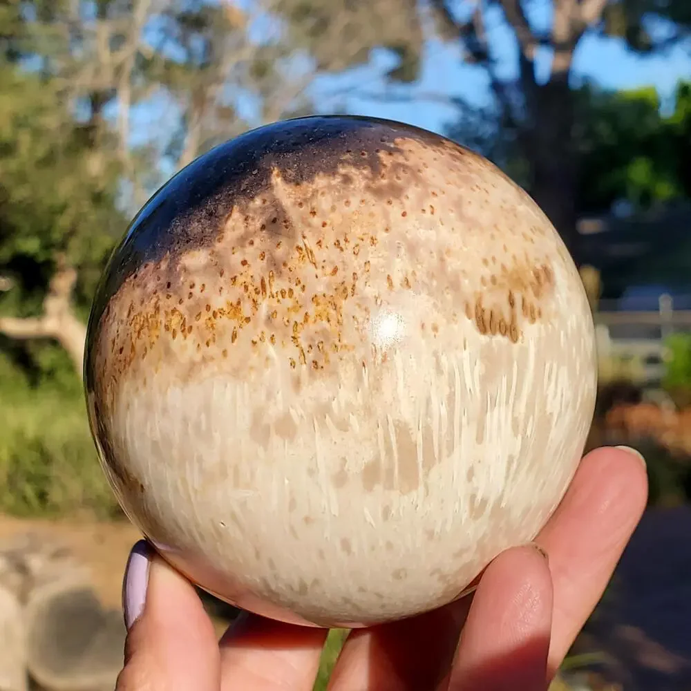 Large Petrified Palm Root Wood Fossil Crystal Sphere Indonesian 714 grams | 82mm
